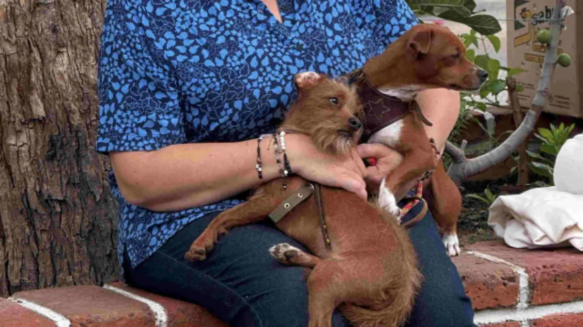 Captura de pantalla 2025-06-29 a la(s) 11.44.35