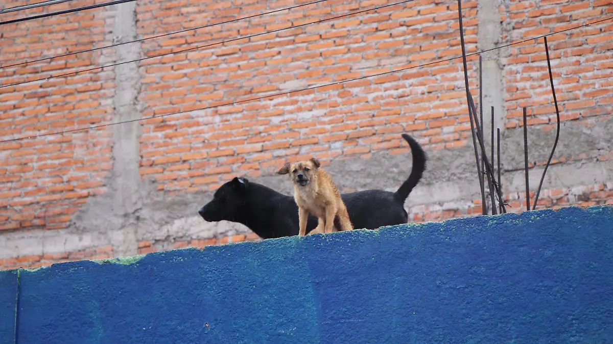 CRUELDAD ANIMAL (4)