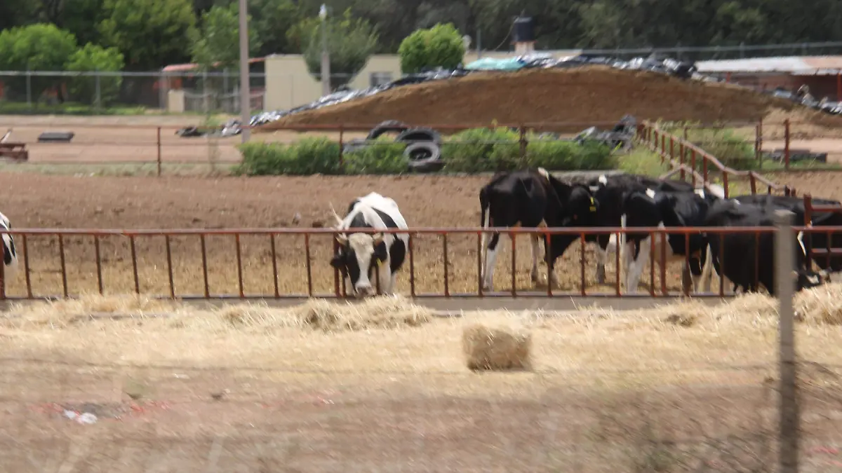 GANADO_VACAS_EXPORTACIÓN