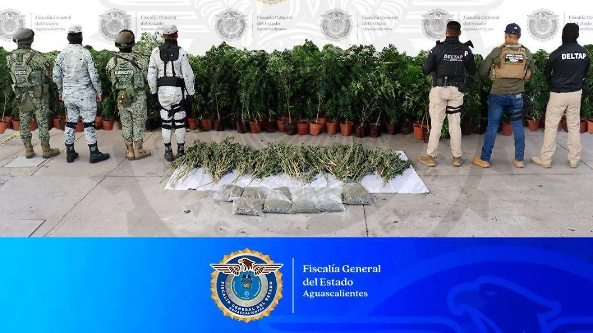 MARIHUANA-PLANTA-CATEO