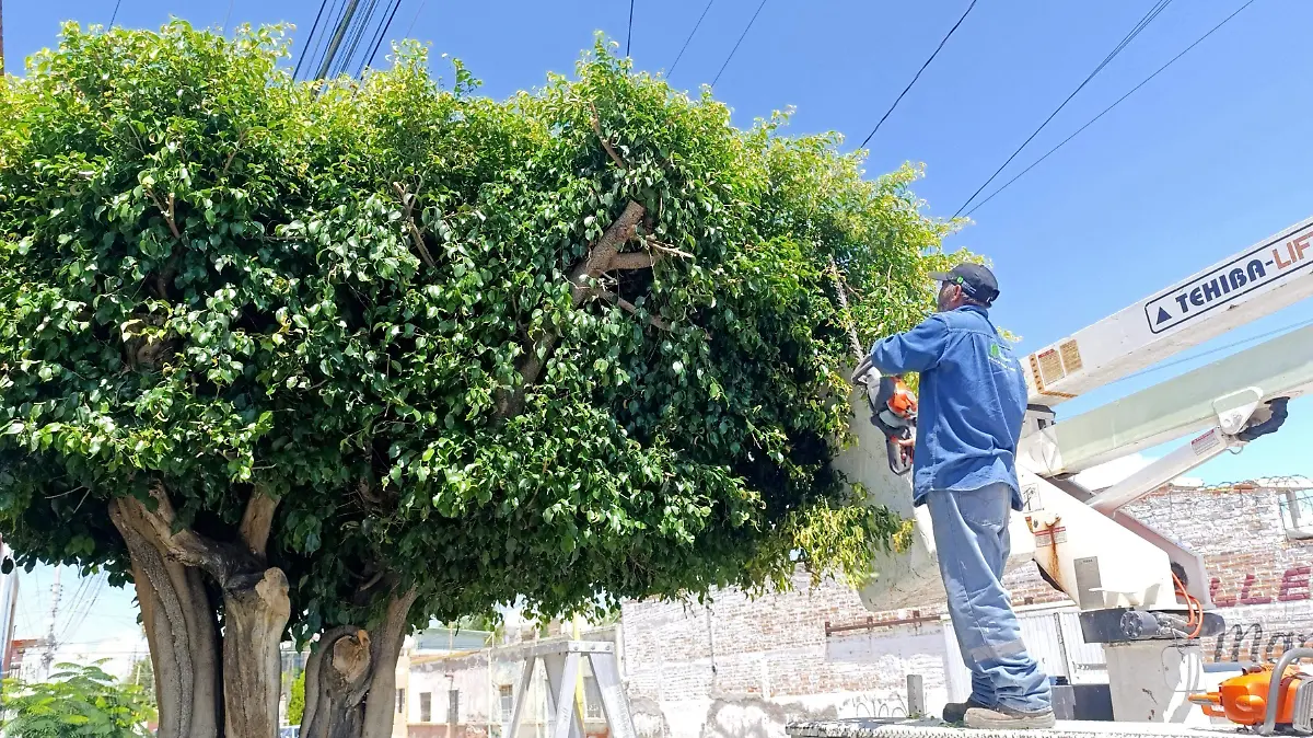 ARBOLITOS (1)