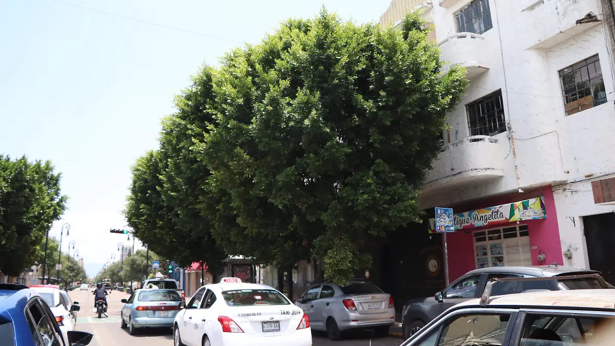 ARBOLITOS-PODA-SOLICITUDES