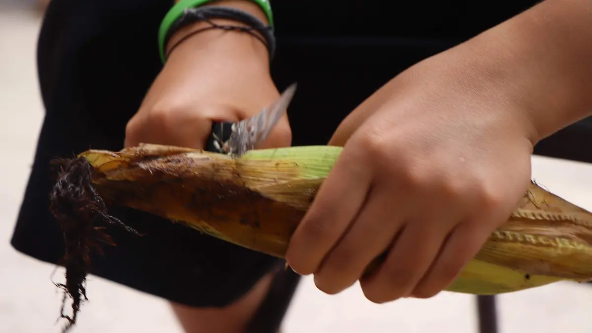 MAIZ_VARIEDAD_COMIDA MEXICANA_ELOTE