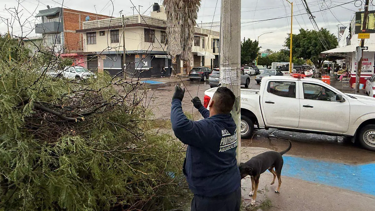 ÁRBOLES CAÍDOS-REPORTES