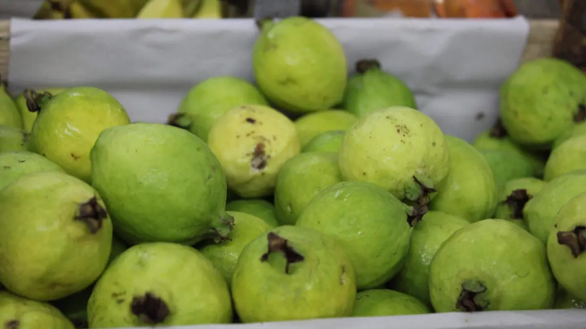 GUAYABAS-PRODUCCION-GRANIZO