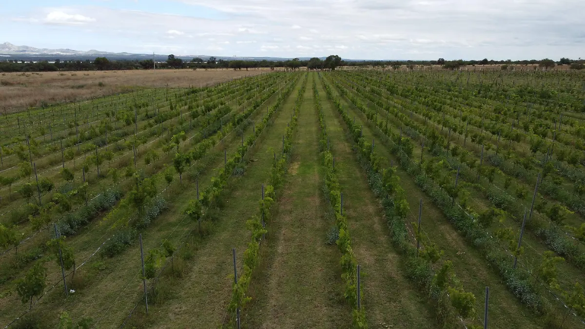 CAMPO CULTIVO-PRESA CALLES