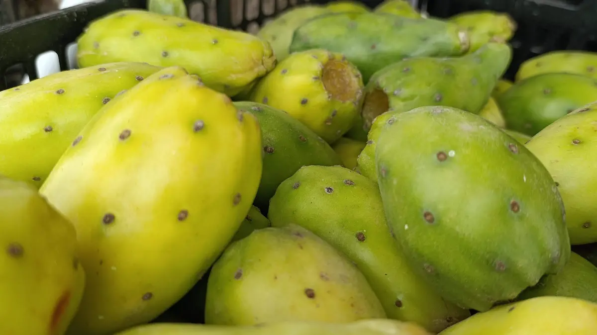 TUNAS (1)