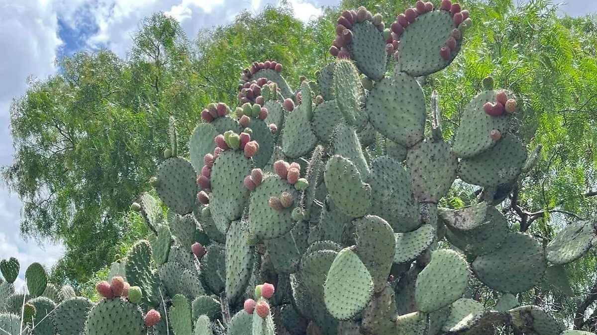 TUNAS-TEMPORADA-FRUTAS
