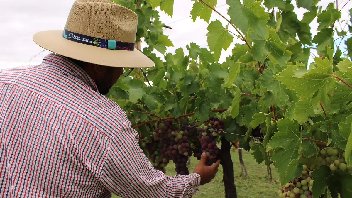 VENDIMIAS-VIÑEDOS-FERIA UVA