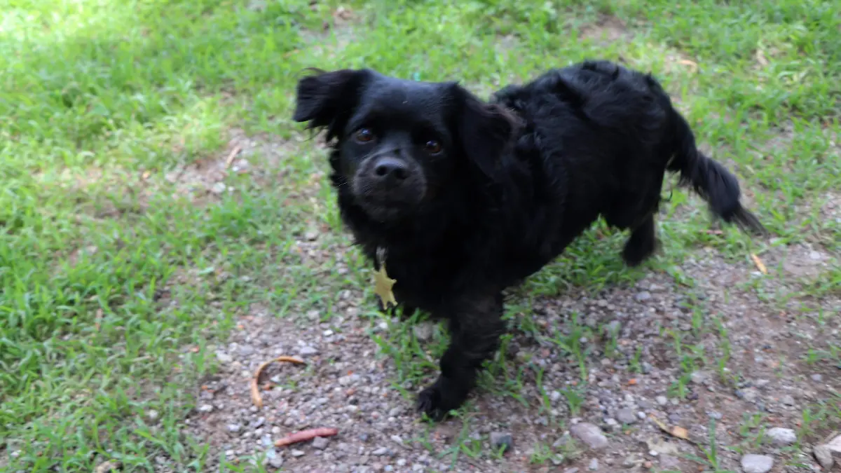 HOSPITAL VETERINARIO_MUNICIPAL_ANIMALES