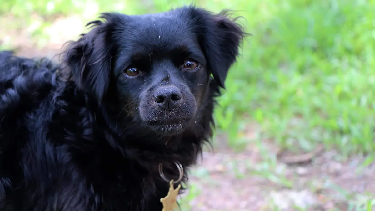 PERROS ENFERMOS-MASCOTAS