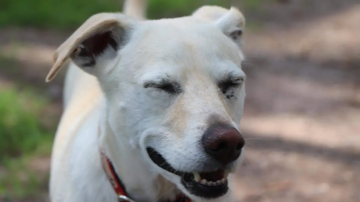 PERROS ENFERMOS-MASCOTAS