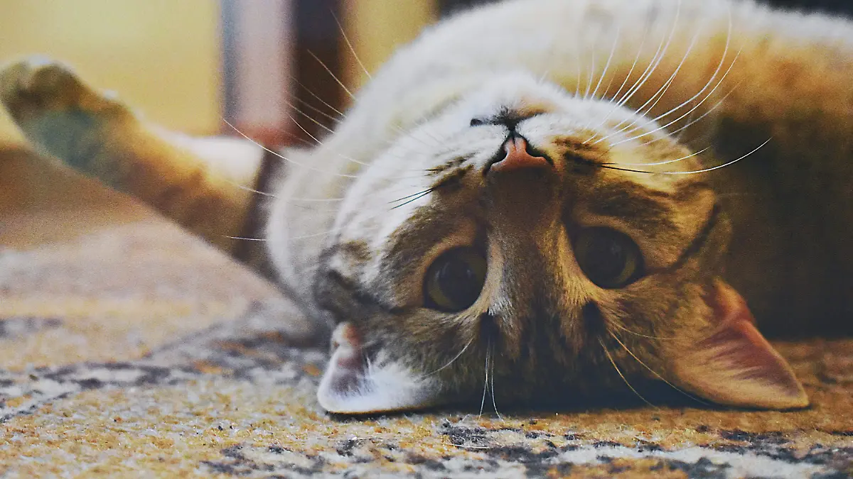 GATO_MICHITO_BIENESTAR