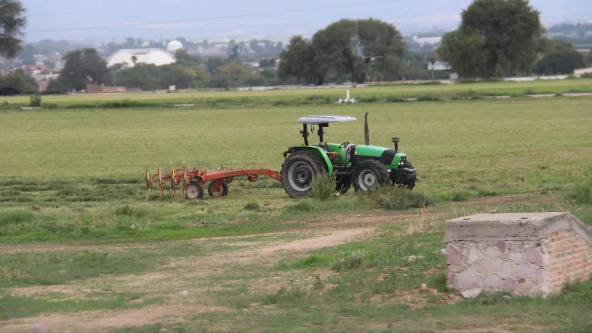  GANADO, VACAS, CAMPOS (5)