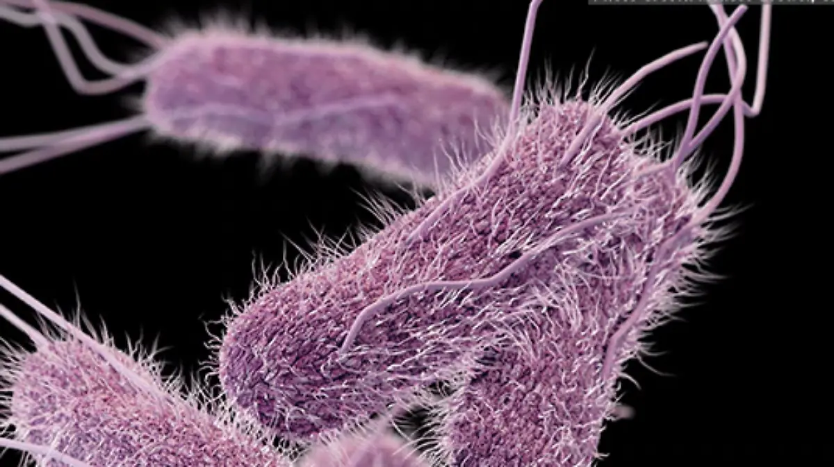 SALMONELLA-BACTERIA-POLLO