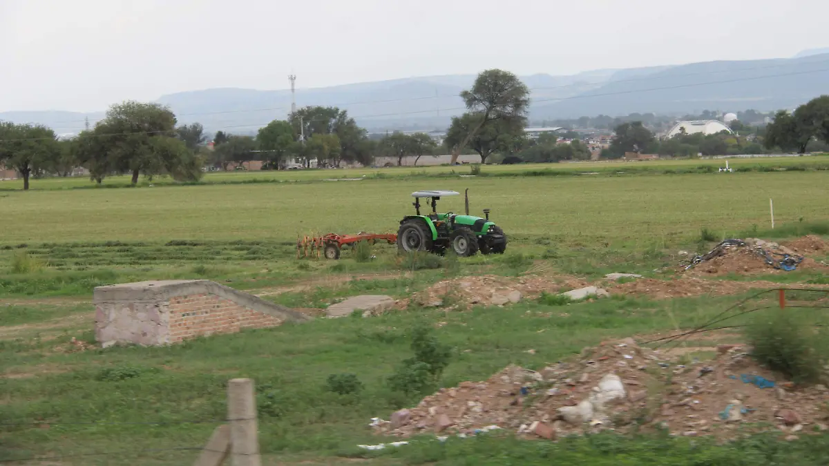 MAIZ-PRODUCCIÓN-CAMPO