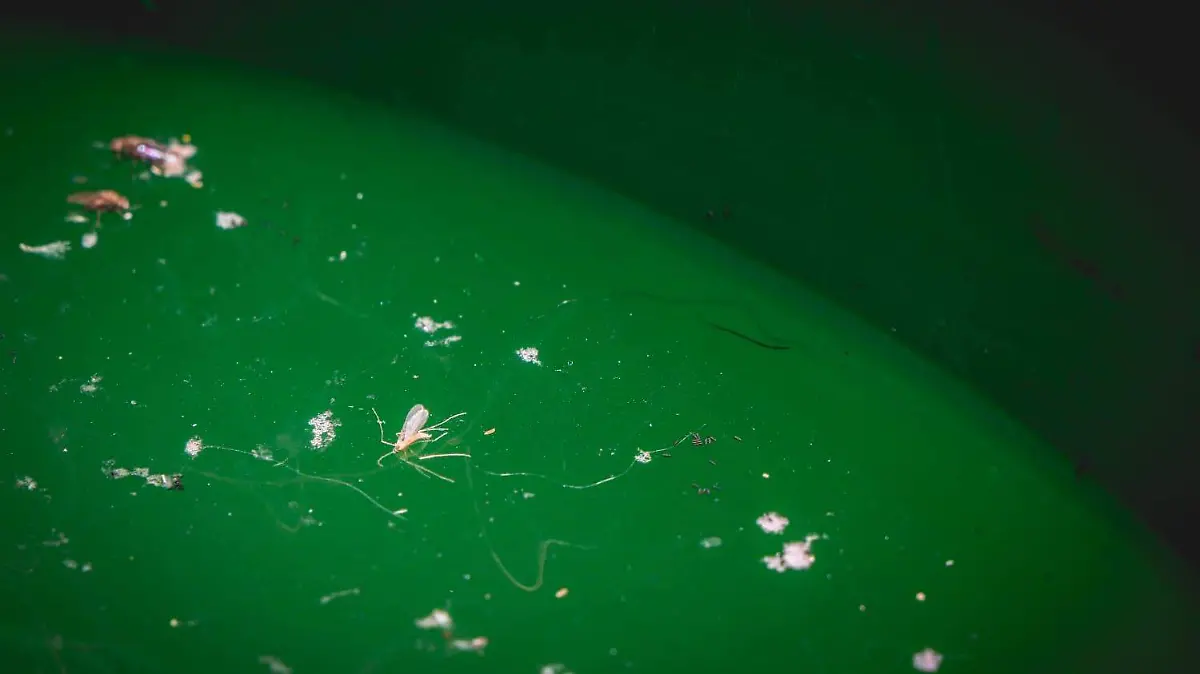 MOSQUITOS DENGUE_CASOS CONFIRMADOS