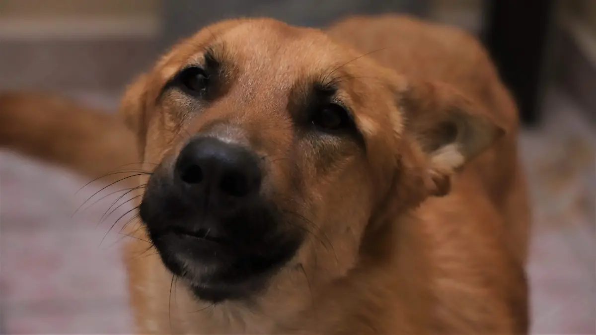 PERRITO TRUENO (1)