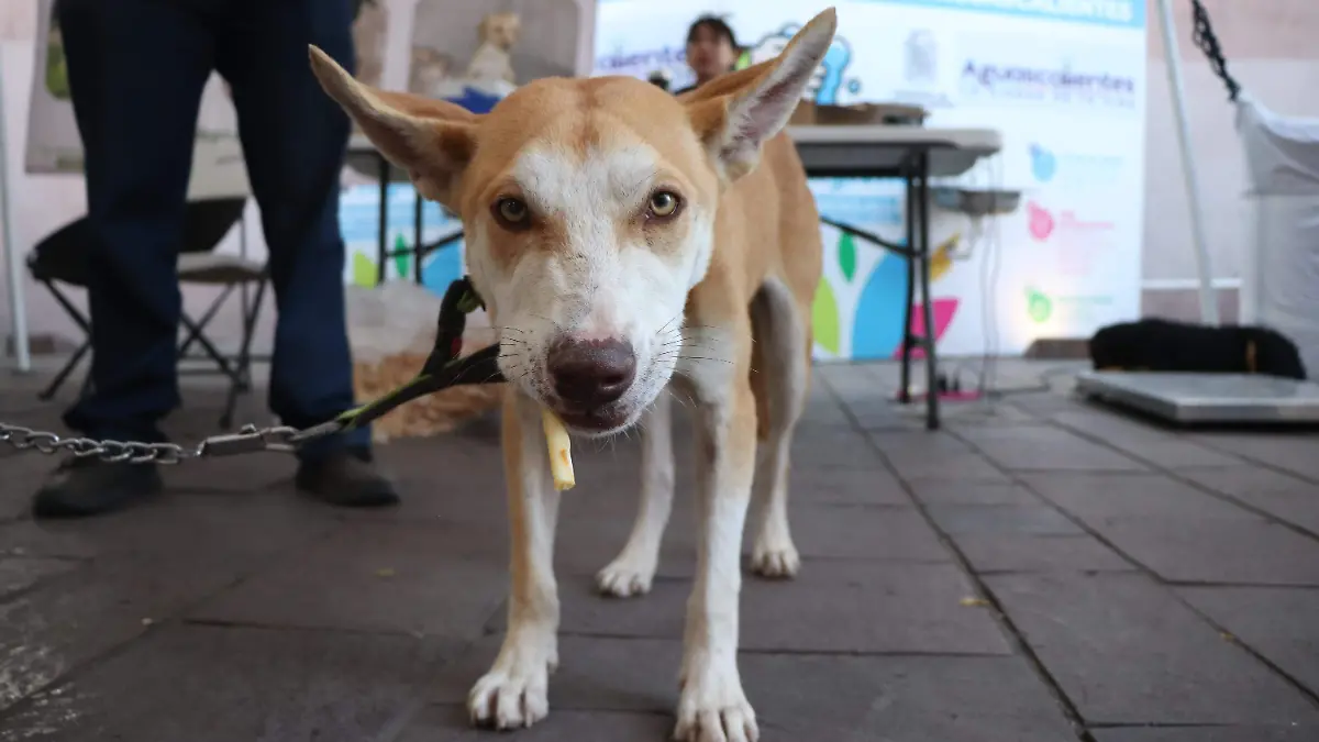 PERRITOS (6)