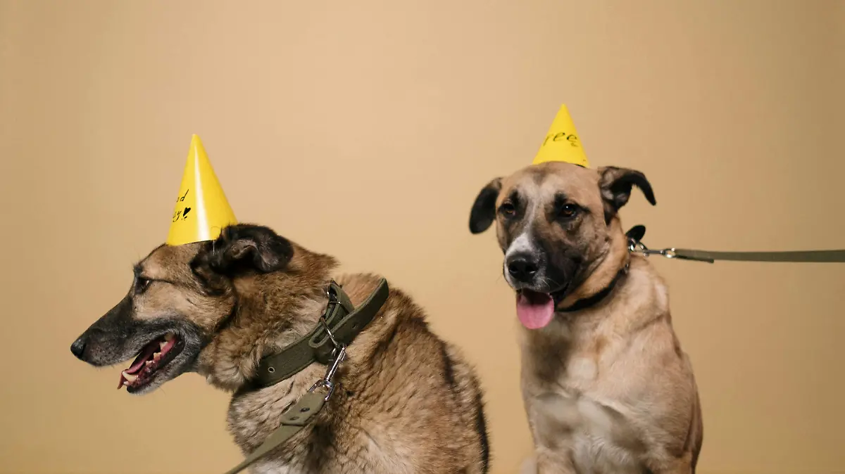 PERROS_MASCOTAS_COMIDA