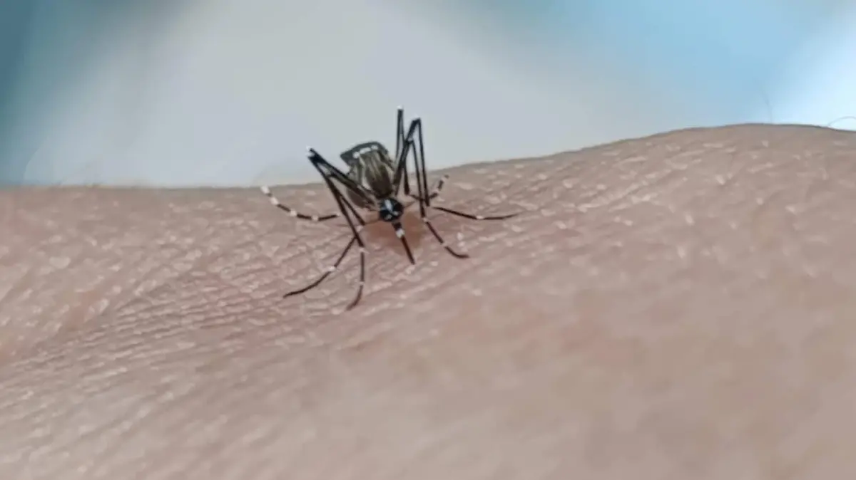 MOSQUITOS DENGUE 3