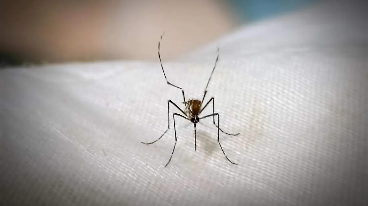 DENGUE 2
