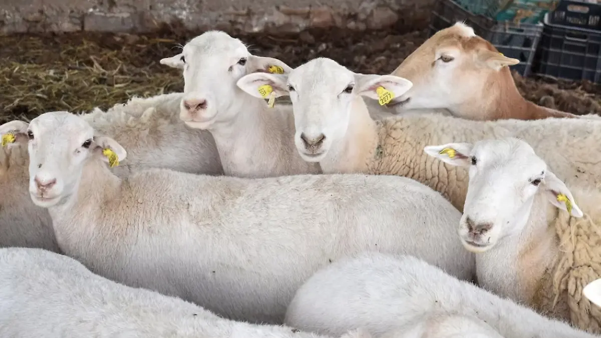 CONVOCATORIA-APOYO-BORREGOS