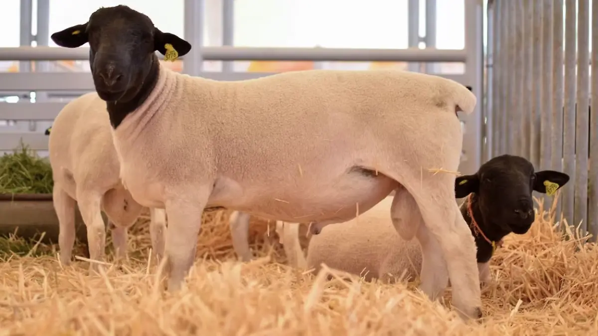 CONVOCATORIA-APOYO-BORREGOS