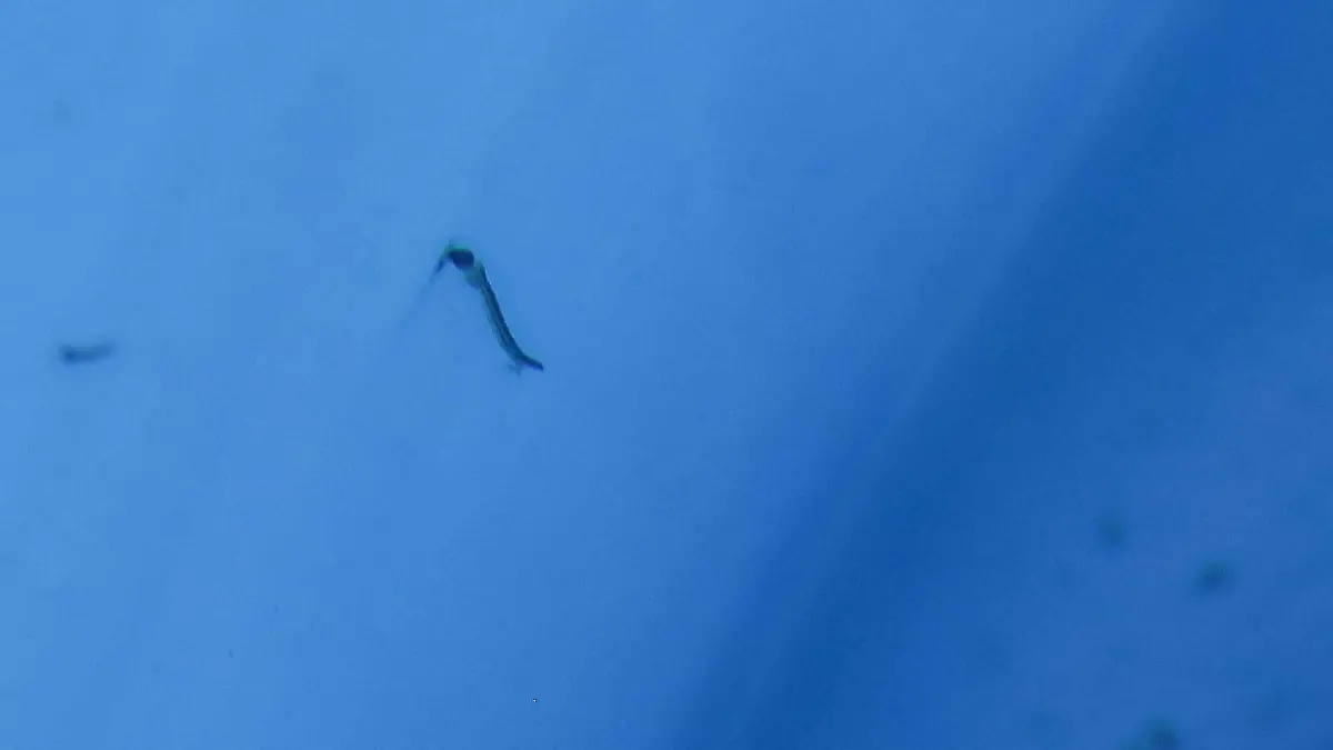 MOSQUITO-DENGUE-ENFERMEDAD