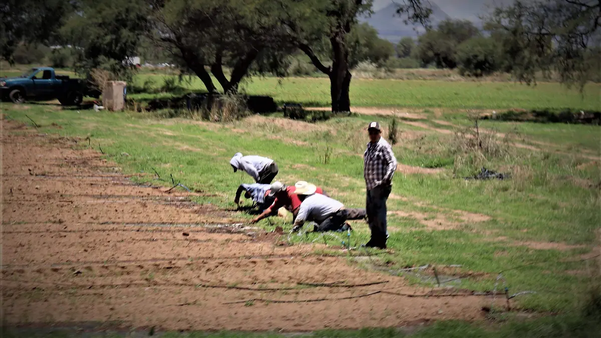 ACTIVIDAD AGRICOLA-CAMPO-CULTIVOS