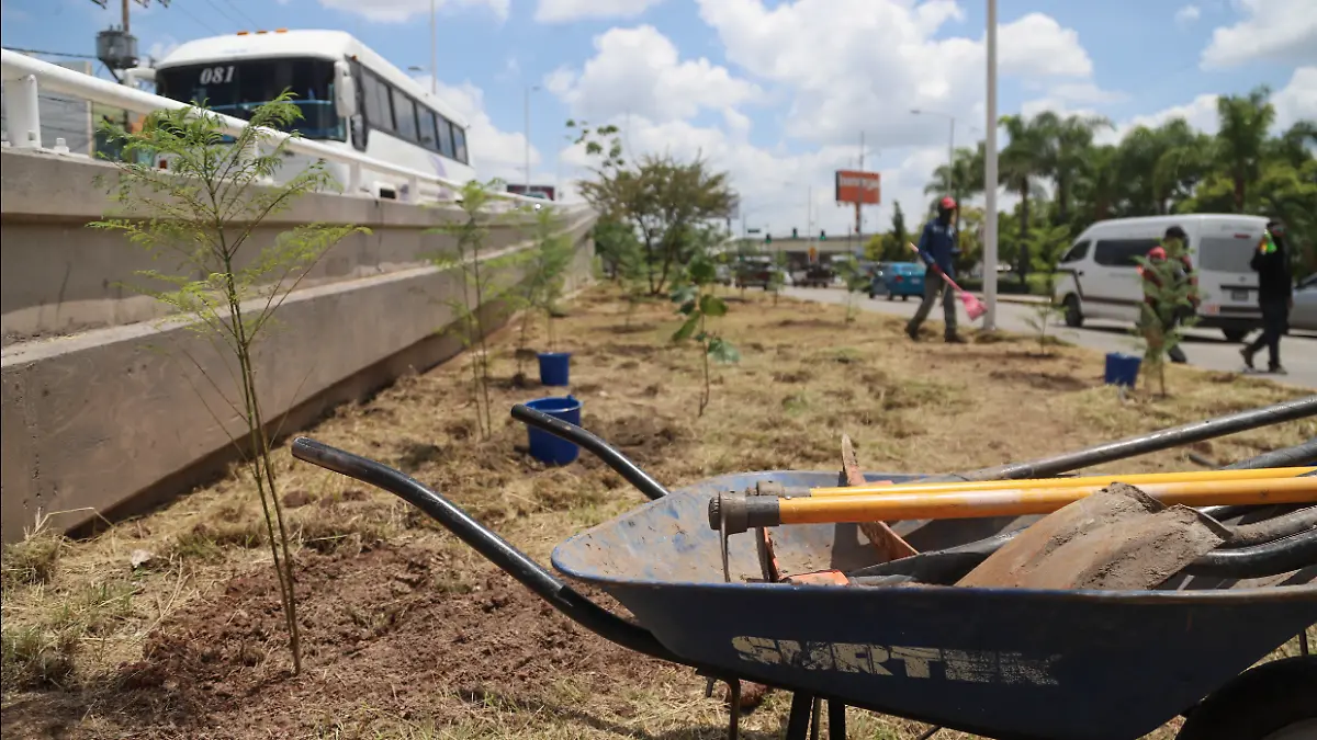 LEO MONTAÑEZ-ARBORIZACIÓN-MEDIO AMBIENTE