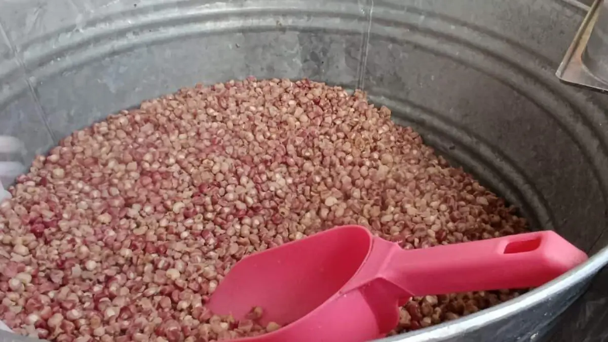 MAIZ_VARIEDAD_COMIDA MEXICANA_ELOTE