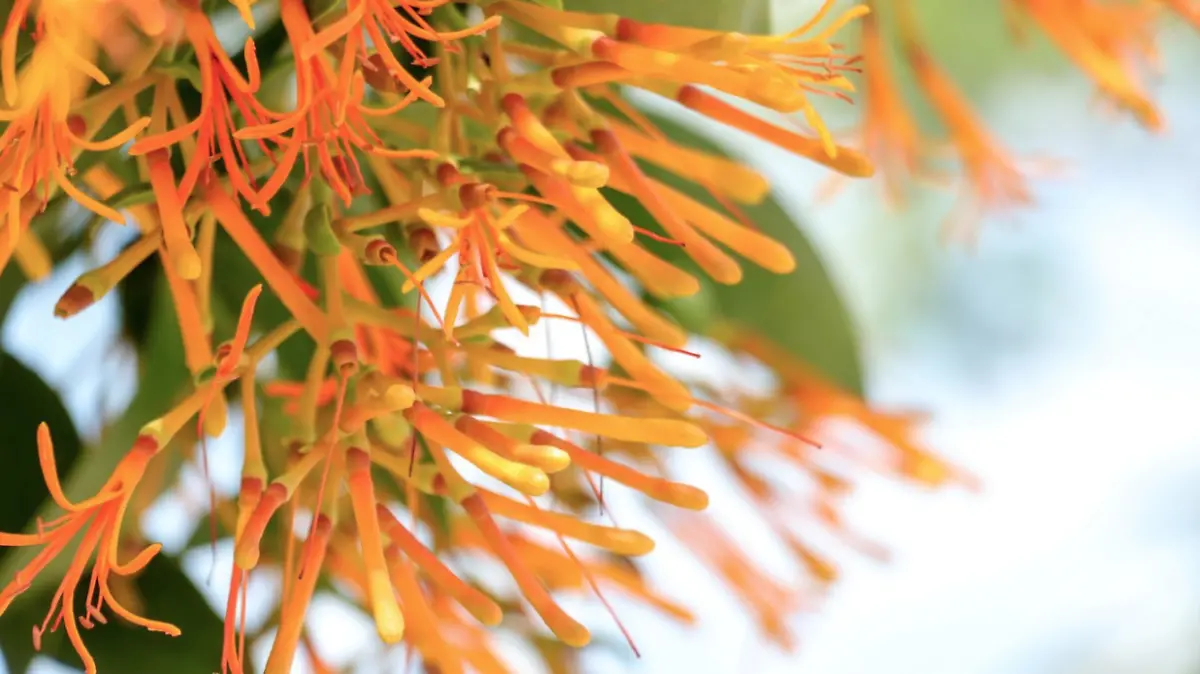 MUÉRDAGO-ARBOLES-PLAGA