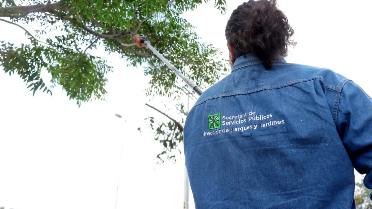 MUÉRDAGO-ÁRBOLES-PLAGA