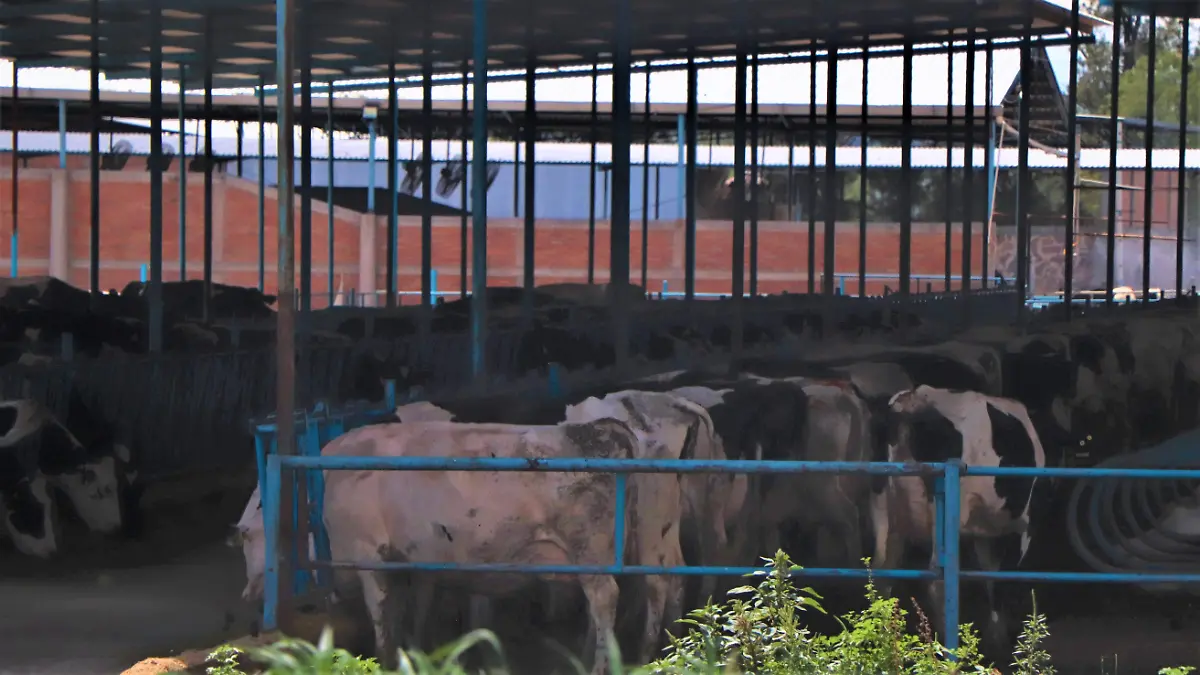 APOYOS-PRODUCTORES-CULTIVOS