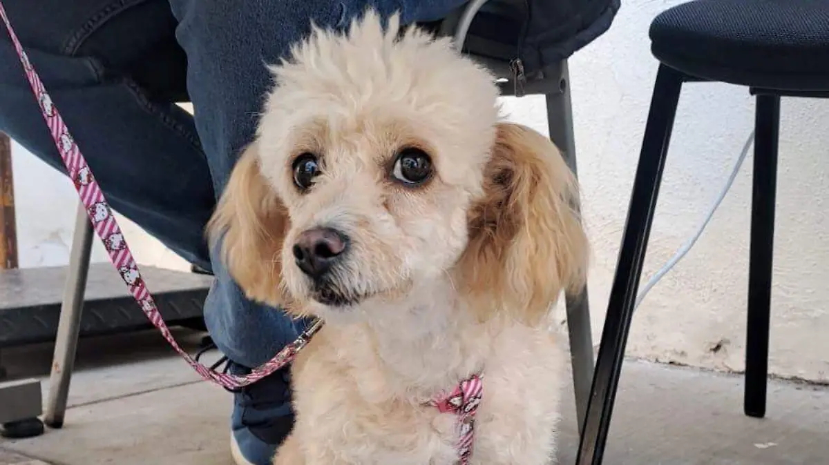 CAMPAÑA-ESTERILIZACIÓN-MASCOTAS