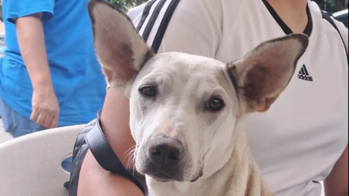 CAMPAÑA-ESTERILIZACIÓN-MASCOTAS
