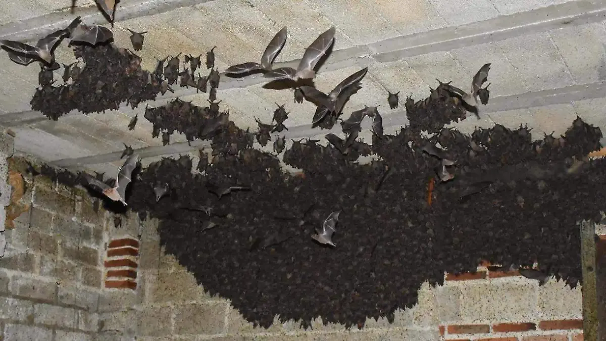 MURCIELAGOS (4)