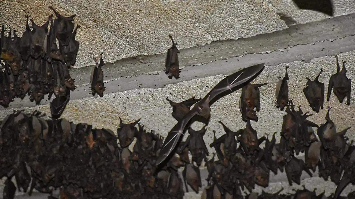 MURCIELAGOS_PREVENCION_ANIMALES PONZO