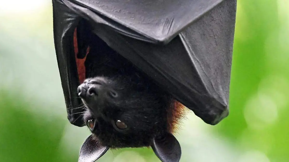 MURCIELAGOS_PREVENCION_ANIMALES PONZO