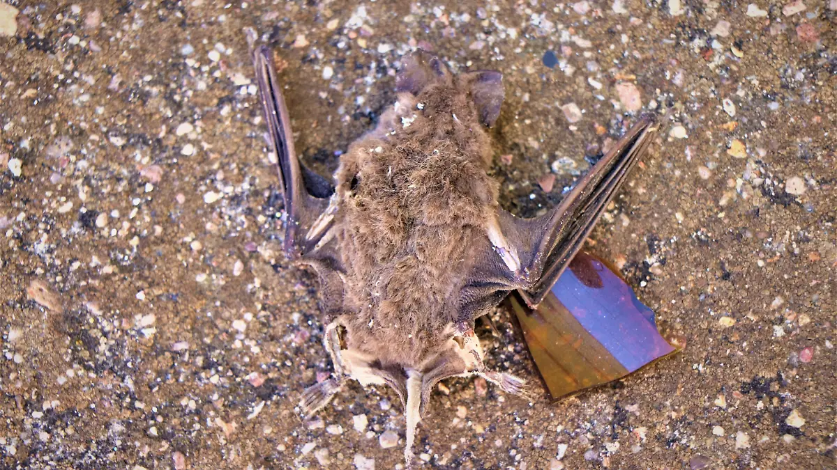 MURCIELAGOS-RIESGOS-ANIMALES