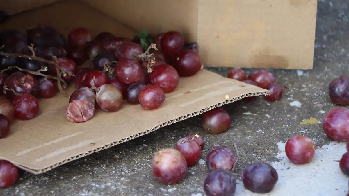 MURCIELAGO-COMIDA-ANIMALES