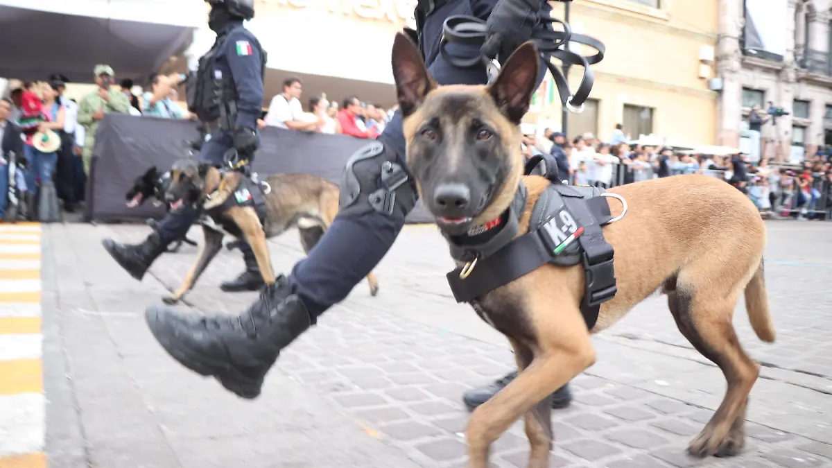 PERRITOS-K9-RESCATISTAS