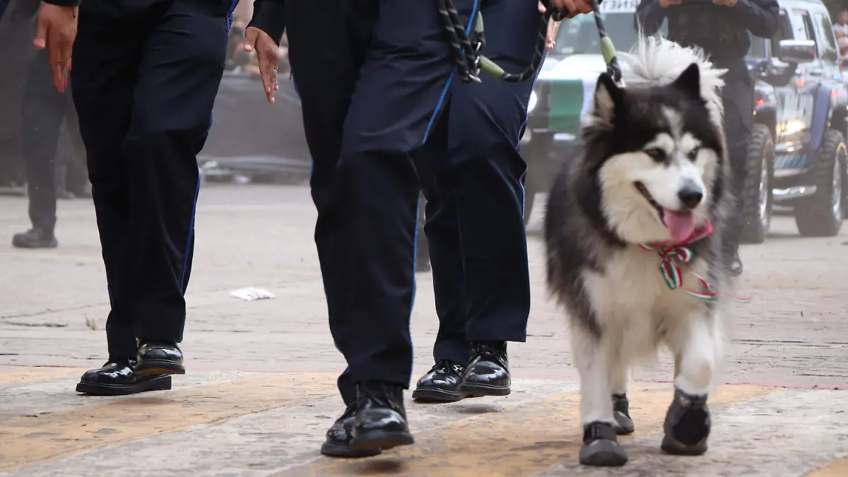 PERRITOS-K9-RESCATISTAS