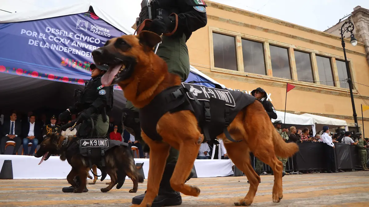 PERRITOS-K9-RESCATISTAS