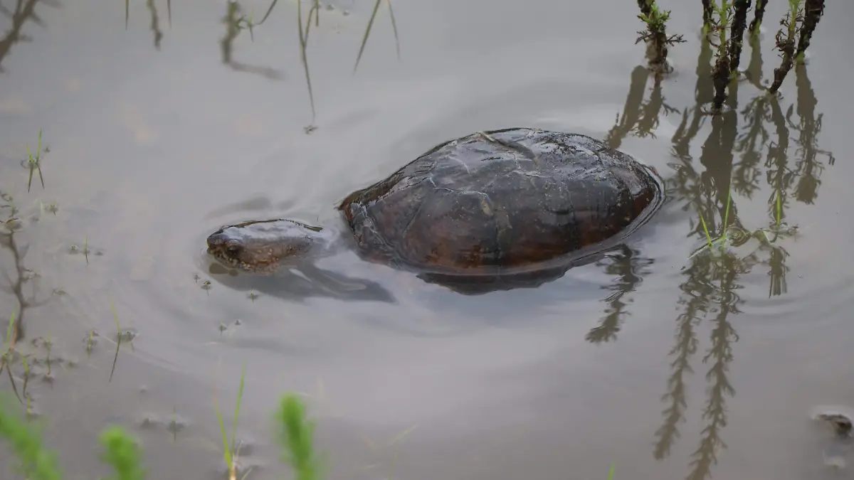 FAUNA SILVESTRE-ANIMALES-AMBIENTE
