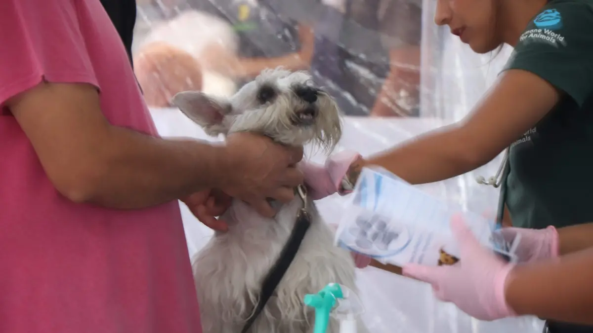 VETERINARIO_SERVICIOS GRATUITOS_ESTERILIZACIÓN