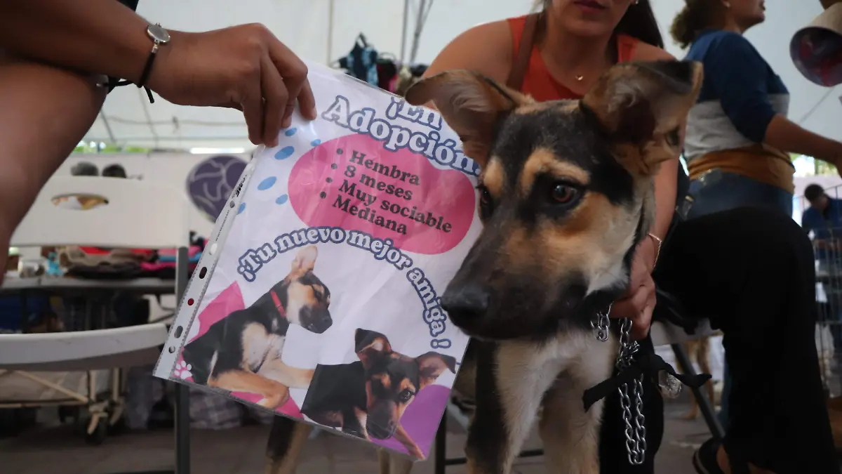 VETERINARIO_SERVICIOS GRATUITOS_ESTERILIZACIÓN