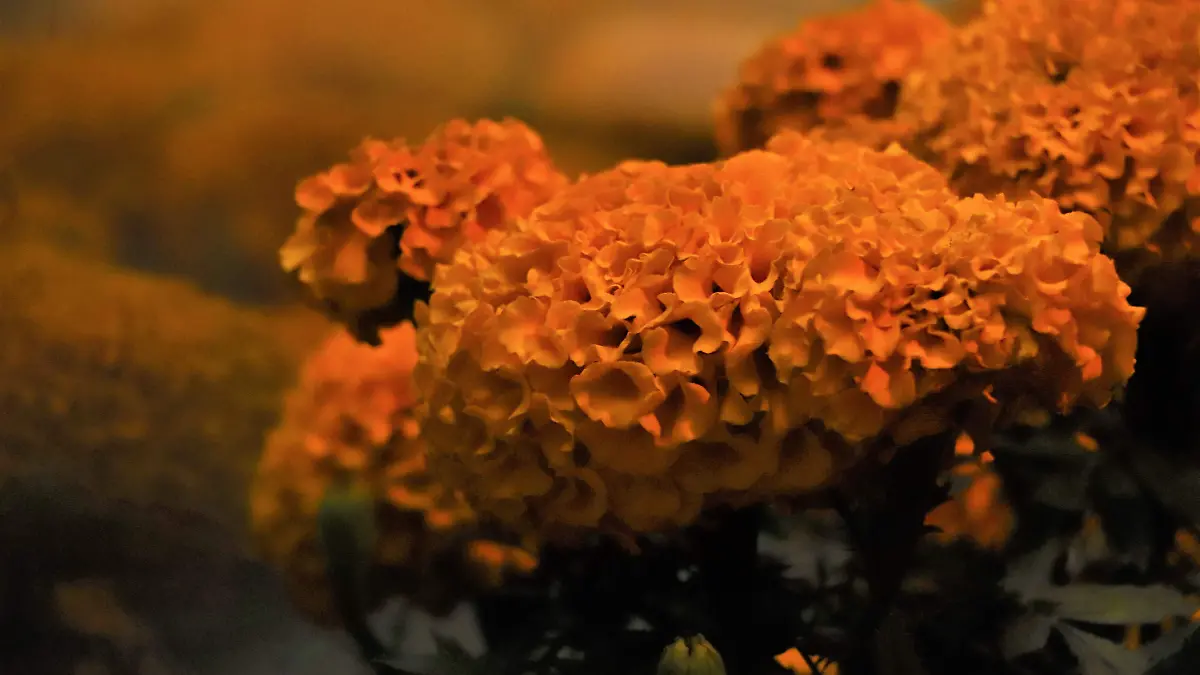 ATOLES-DIA DE MUERTOS-PREPARACION