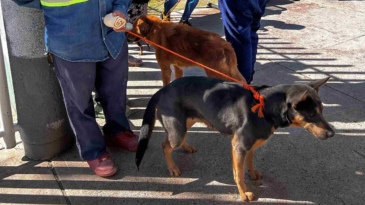 QUIROFANO MOVIL-VETERINARIA-MASCOTAS